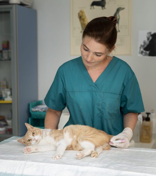 cerca-de-veterinario-cuidando-gato